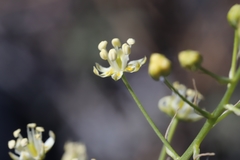 Toxicoscordion micranthum