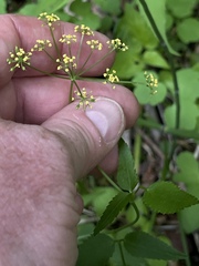 Thaspium trifoliatum aureum