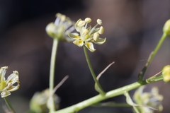 Toxicoscordion micranthum