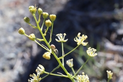 Toxicoscordion micranthum