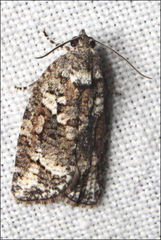 Thrincophora signigerana
