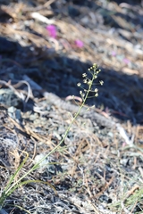 Toxicoscordion micranthum