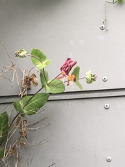 Angiospermae