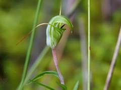 Pterostylis brumalis