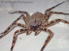 Selenops submaculosus