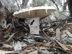 Amanita farinacea