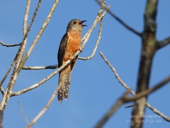 Cacomantis variolosus sepulcralis