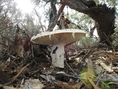 Amanita farinacea