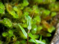 Pterostylis brumalis