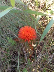 Gomphrena arborescens
