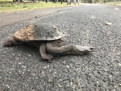 Chelodina expansa