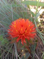 Gomphrena arborescens