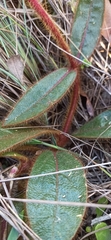 Gomphrena arborescens