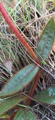 Gomphrena arborescens