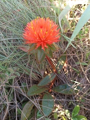 Gomphrena arborescens
