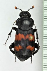 Nicrophorus guttula