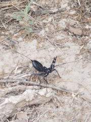 Mastigoproctus giganteus