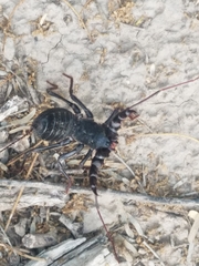 Mastigoproctus giganteus