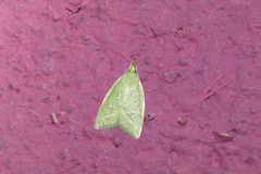 Phytomimia chlorophylla