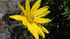 Helianthus cusickii