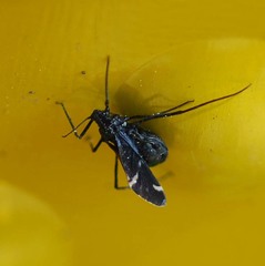 Lachnus tropicalis
