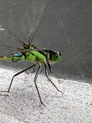 Arrenurus