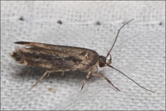 Macrobathra nephelomorpha