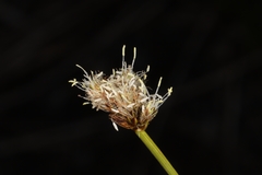 Calliscirpus criniger