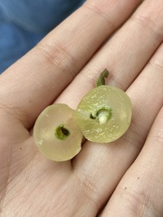 Amphibolips nubilipennis