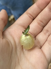 Amphibolips nubilipennis