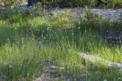 Calliscirpus criniger