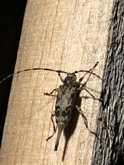 Graphisurus fasciatus