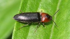 Ampedus rubricus