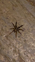 Schizocosa crassipes