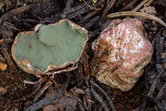 Trappea phillipsii