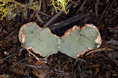 Trappea phillipsii