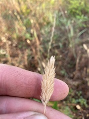 Phalaris caroliniana