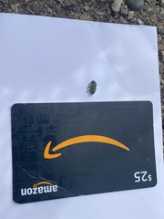 Trirhabda flavolimbata