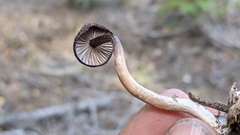 Pseudoomphalina
