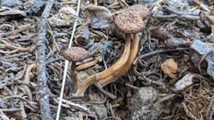 Pseudoomphalina