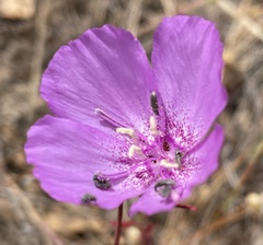 Clarkia lewisii