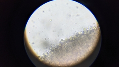 Pseudoomphalina