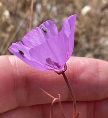 Clarkia lewisii