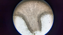 Pseudoomphalina
