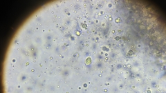 Pseudoomphalina