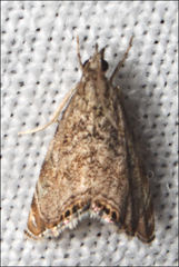 Glaucocharis dilatella