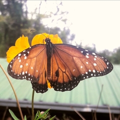 Danaus gilippus gilippus