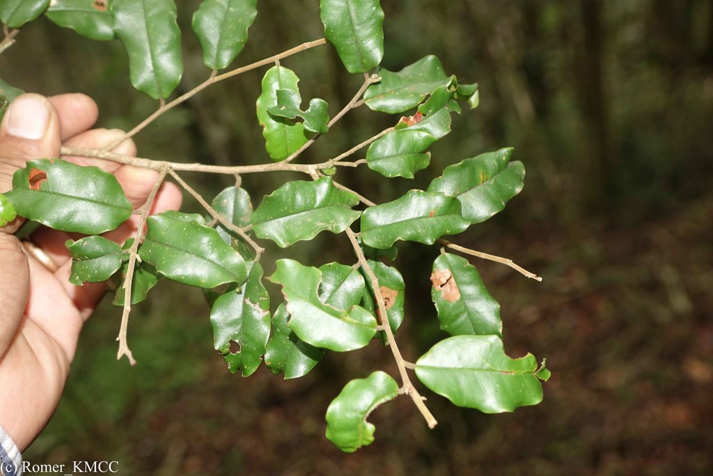 Rhodolaena bakeriana