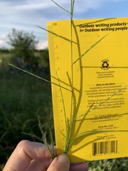 Schedonnardus paniculatus