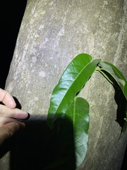 Parsonsia brisbanensis